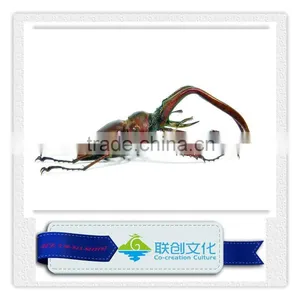 Robotic Insect, Lifelike Insect, Mechanical Insect thumbnail-1