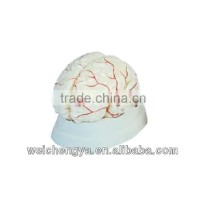 WCY Scale Models Of The Human Brain With Arteries thumbnail-1