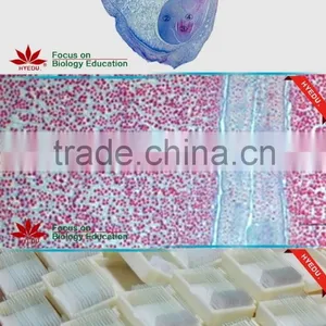 Microscope Prepared Slides ,Seed Slides, Seedling Prepared Slides thumbnail-2