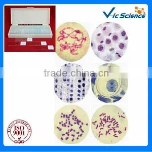Primary School Teaching Allium Cepa Mitosis Prepared Slides Set From Factory thumbnail-1