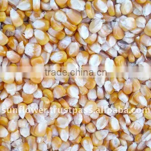 Yellow Corn/ Yellow Maize Corn #2 Feed Corn thumbnail-1