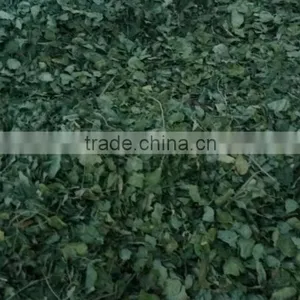 MORINGA DRIED LEAF/ MORINGA OLEIFERA thumbnail-5
