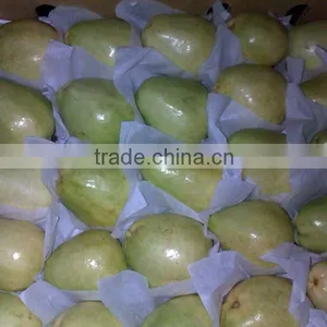 Fresh Egyptian White Guava thumbnail-1