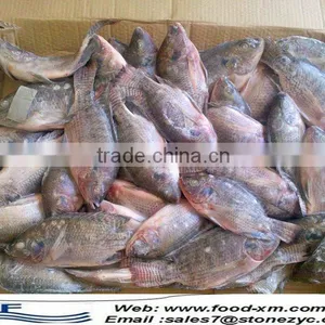 Buy Live Tilapia Fish From Hhf thumbnail-1