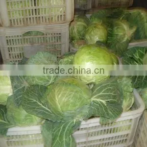 Round Cabbage/Flat Cabbage thumbnail-6