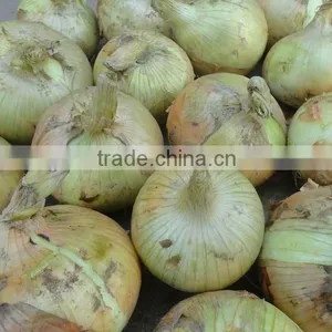 Offer Yellow Onion New Harvest 5cm-7cm Different Packing thumbnail-1
