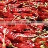 Chillies Sanam M/B Withstem thumbnail-2