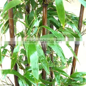 Bamboo Seedling thumbnail-6