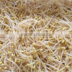 Good Quality Canned Soy Bean Sprouts thumbnail-4