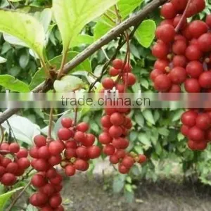 Schisandrins Extract 2%,3% From Schisandra Chinensis Extract thumbnail-4