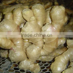 Fresh Semi-air Dried Ginger thumbnail-1