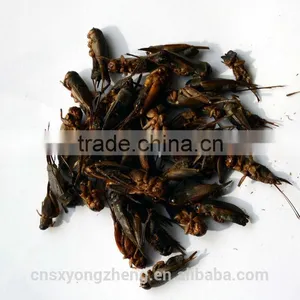 Wild Birds Food Freeze Dried Crickets;Dried Crickets for Wild Birds thumbnail-2