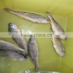 Seafood With Fresh Yellow Fish and Price Fish thumbnail-1
