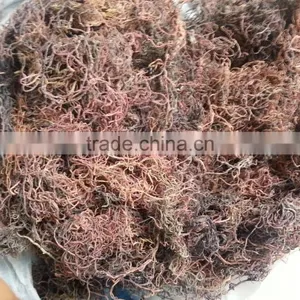 Sell Gracilaria, Eucheuma Spinosum And Cottonii thumbnail-5