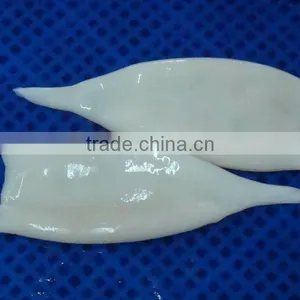 Pacific Squid Tube thumbnail-1
