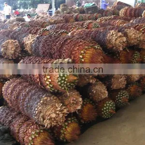 Cycas Revoluta thumbnail-1