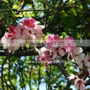 Cassia Javanica thumbnail-2