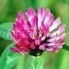 Red Clover Extract 40% thumbnail-1