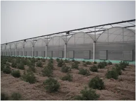 Multispan Plastic Film Greenhouse With Side&Roof Ventilation thumbnail-1