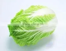 Chinese Cabbage thumbnail-1