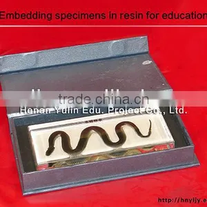 3D Primary School Standard (reptile)water Snake Specimen for Biology Teaching thumbnail-1