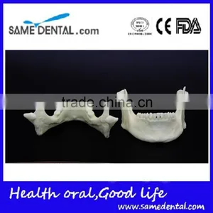 Dental Simulation Mandibular Model DEA-41 thumbnail-3