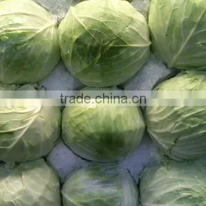 High Quality Fresh Cabbages thumbnail-1