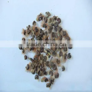 Mu Jin Zhong zi Beautiful Hot Sale Flower Hibiscus Seed thumbnail-1