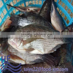Frozen Gutted Scaled Tilapia Fish Whole Round thumbnail-1