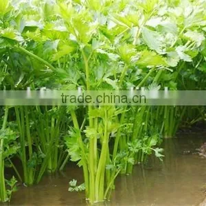 Hot Sale IQF Celery Slice/frozen Celery thumbnail-4