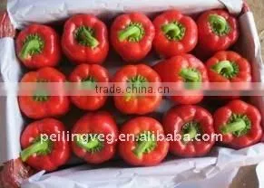 2013 NEW CROP FRESH BELL PEPPER thumbnail-4