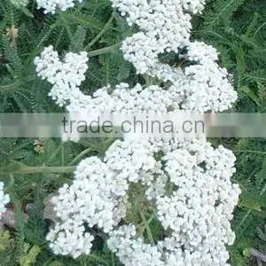 Achillea Millefolium (Common Yarrow) Essential Oil thumbnail-1