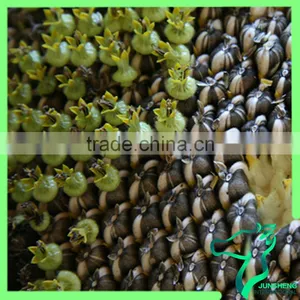 Black Sunflower Seeds In Shell thumbnail-4
