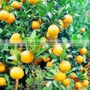 Agro-link Calcium Ammonium Nitrate Fertilizer thumbnail-5