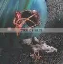 Squid Suppliers thumbnail-1