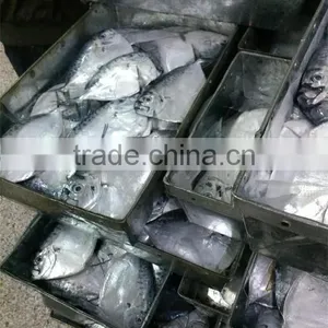 New Seafrozen Moonfish (Mene Maculata) thumbnail-2