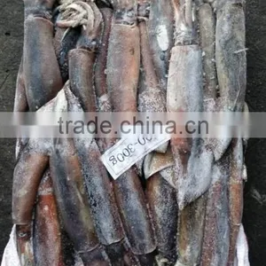 Frozen Illex Argentinus Squid thumbnail-4
