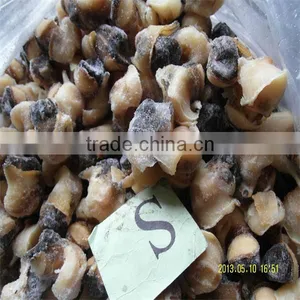 Cooked Cleaned Frozen Conch thumbnail-1