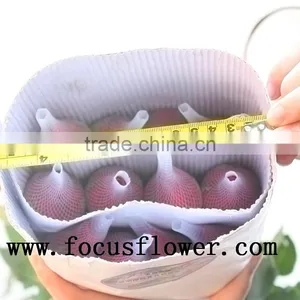 Natural Long Stem Flowers Fresh Cut Flowers Ecuador Flower Wholesaler Carola in Good Service thumbnail-6