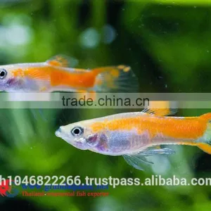 Endler Guppy Fish / Guppy Fish for Sale thumbnail-2