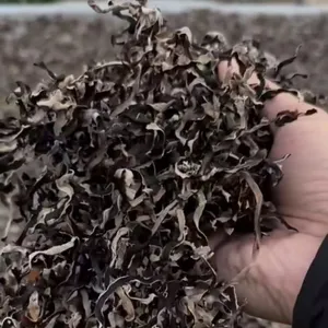 Dried Black Fungus thumbnail-4
