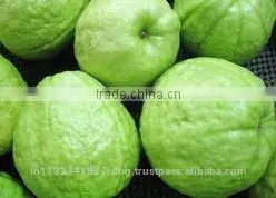 Pink ,White Guava Export in India thumbnail-5