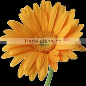 Chrysanthemum Flowers Exporters thumbnail-4