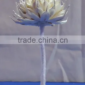 Sola Flower thumbnail-2
