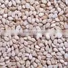 Indian Natural Sesame Seed thumbnail-1