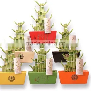 Tier Step Stair Lucky Bamboo Air Bonsai Tree Dracaena Sanderiana Indoor Ornamental Aquatic Plants Nursery Garden Decoration thumbnail-2