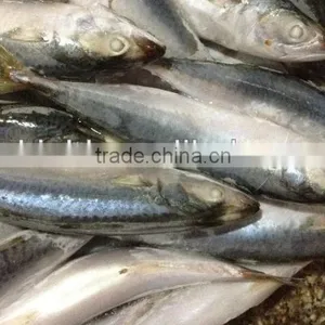 New Stock BQF WR Frozen Fish Mackerel 150g thumbnail-4