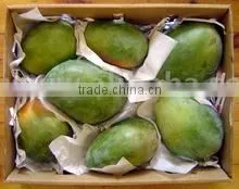 Fresh Quality Egypt Mango thumbnail-1