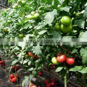 Hybrid F1 Tomato Seeds Red Princess No.7 thumbnail-2