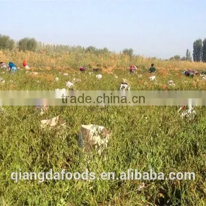 Chinese Premium Quality Water-washed Carton Package Paprika thumbnail-5